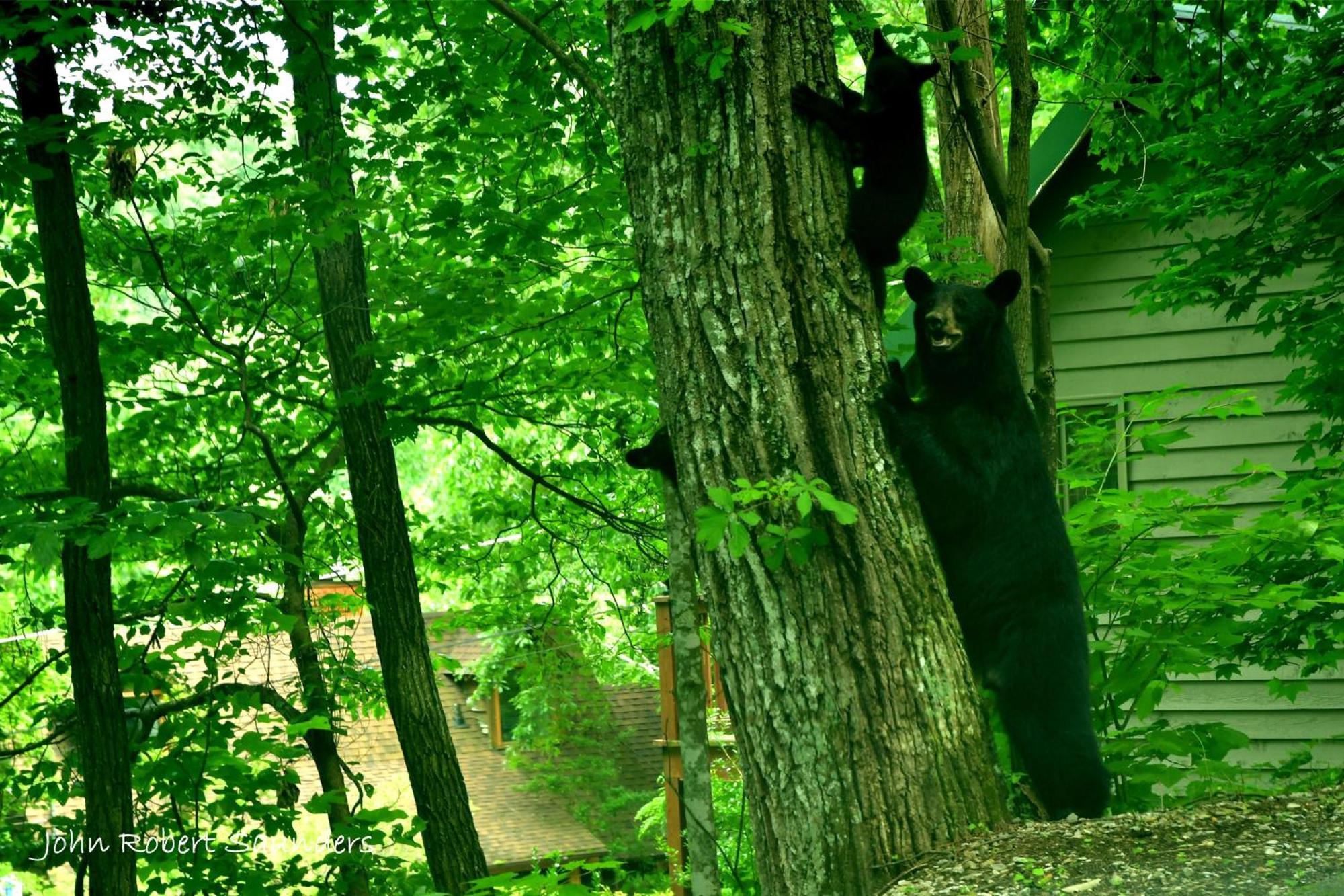 Wild Thing #1525 Villa Gatlinburg Ngoại thất bức ảnh